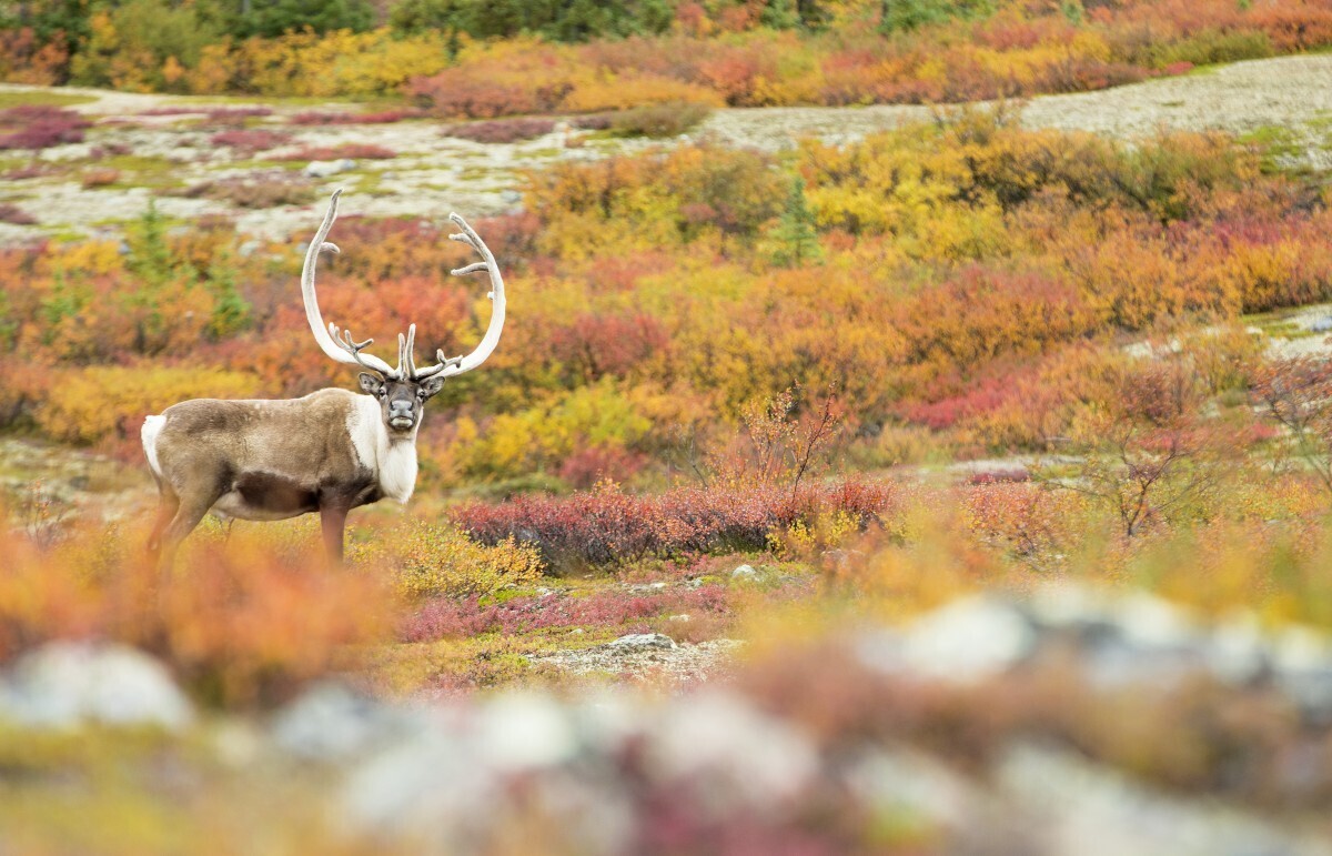 Large-bull-caribou