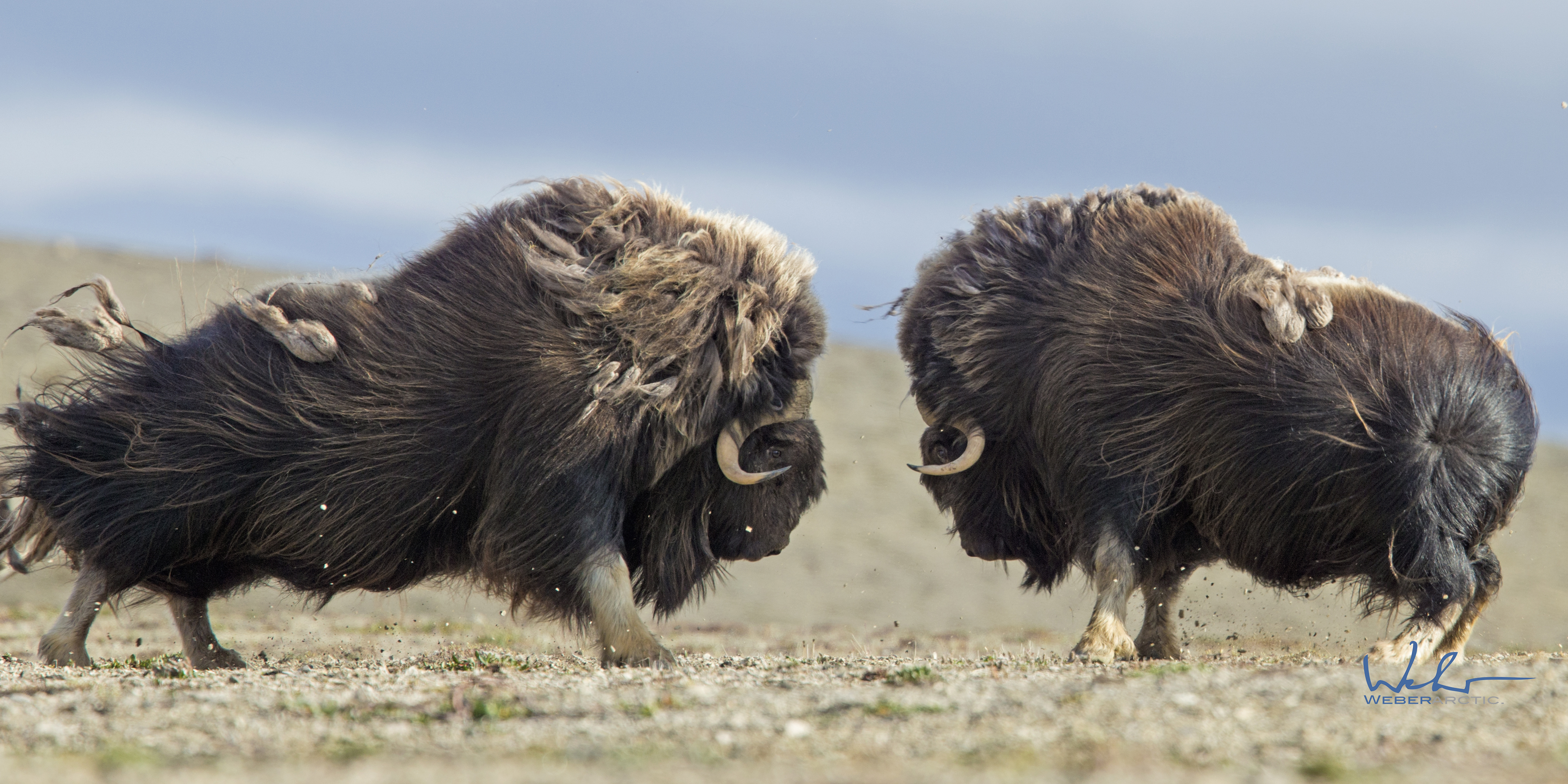 Muskoxen rutting