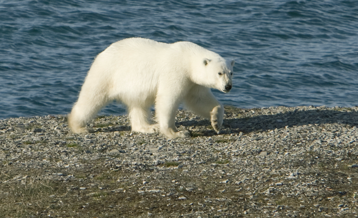 Polar-bear-northwest_passage