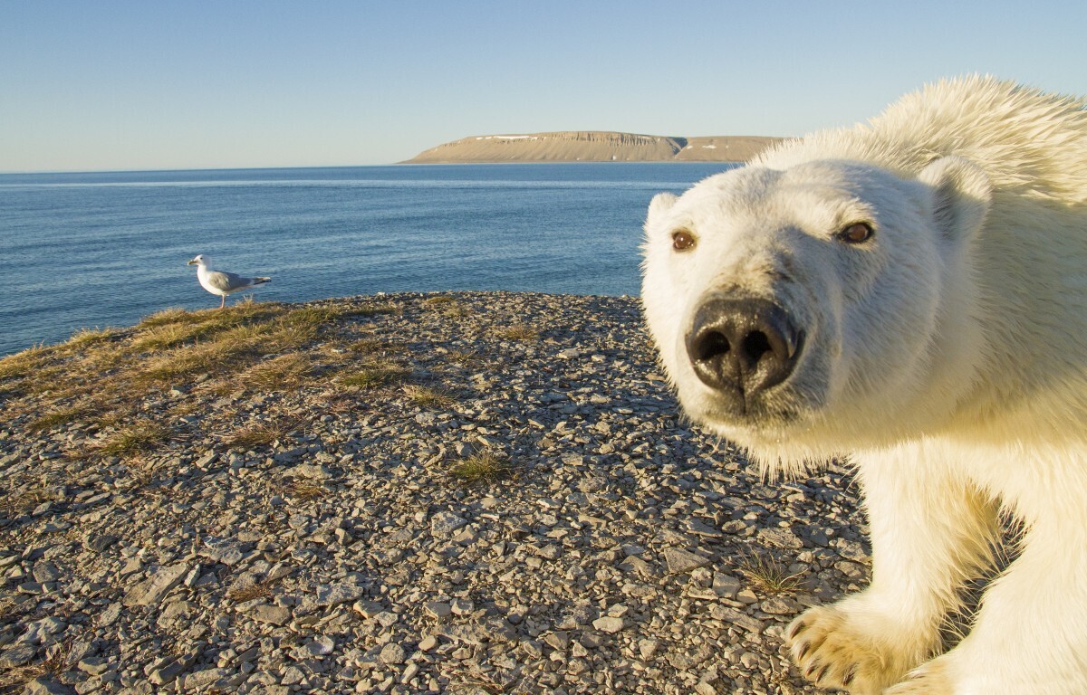 Polar_bear_at_Arctic_Watch