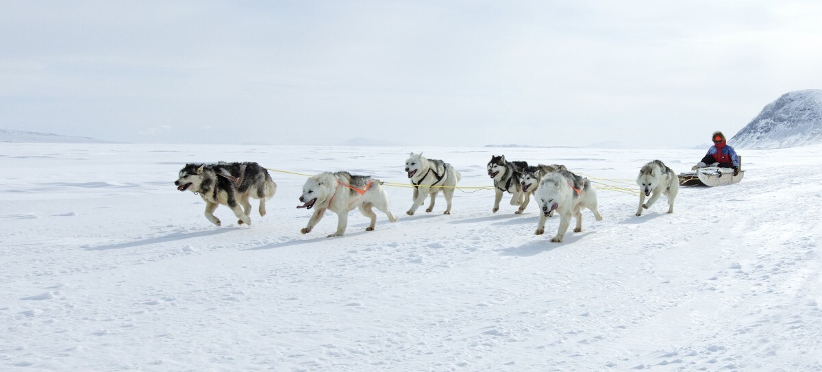 Travel-by-dog-sled-in-the-arcitc