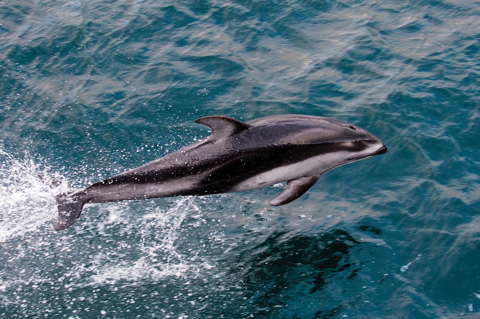 White-sided dolphin alaska