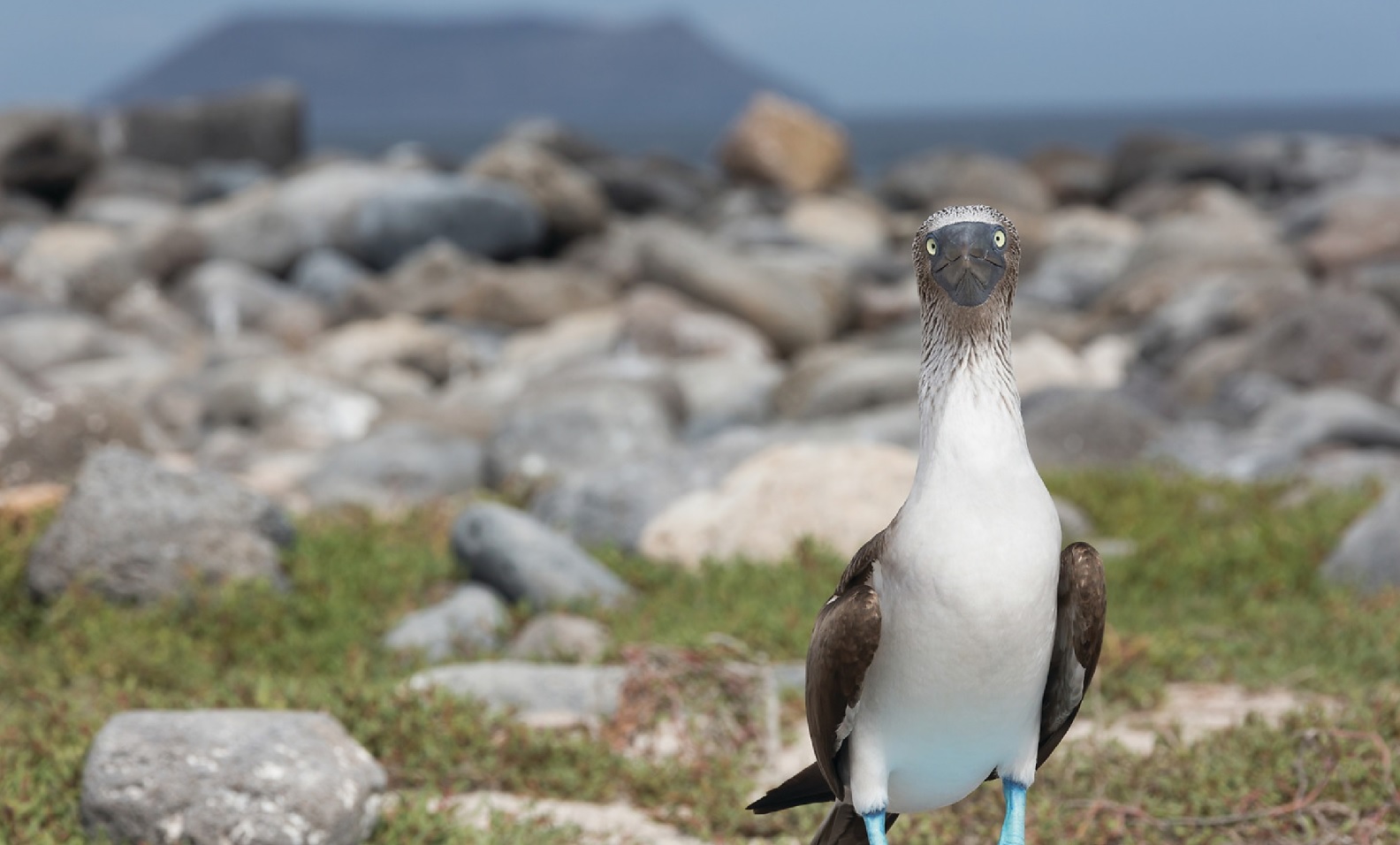 blue footed booby