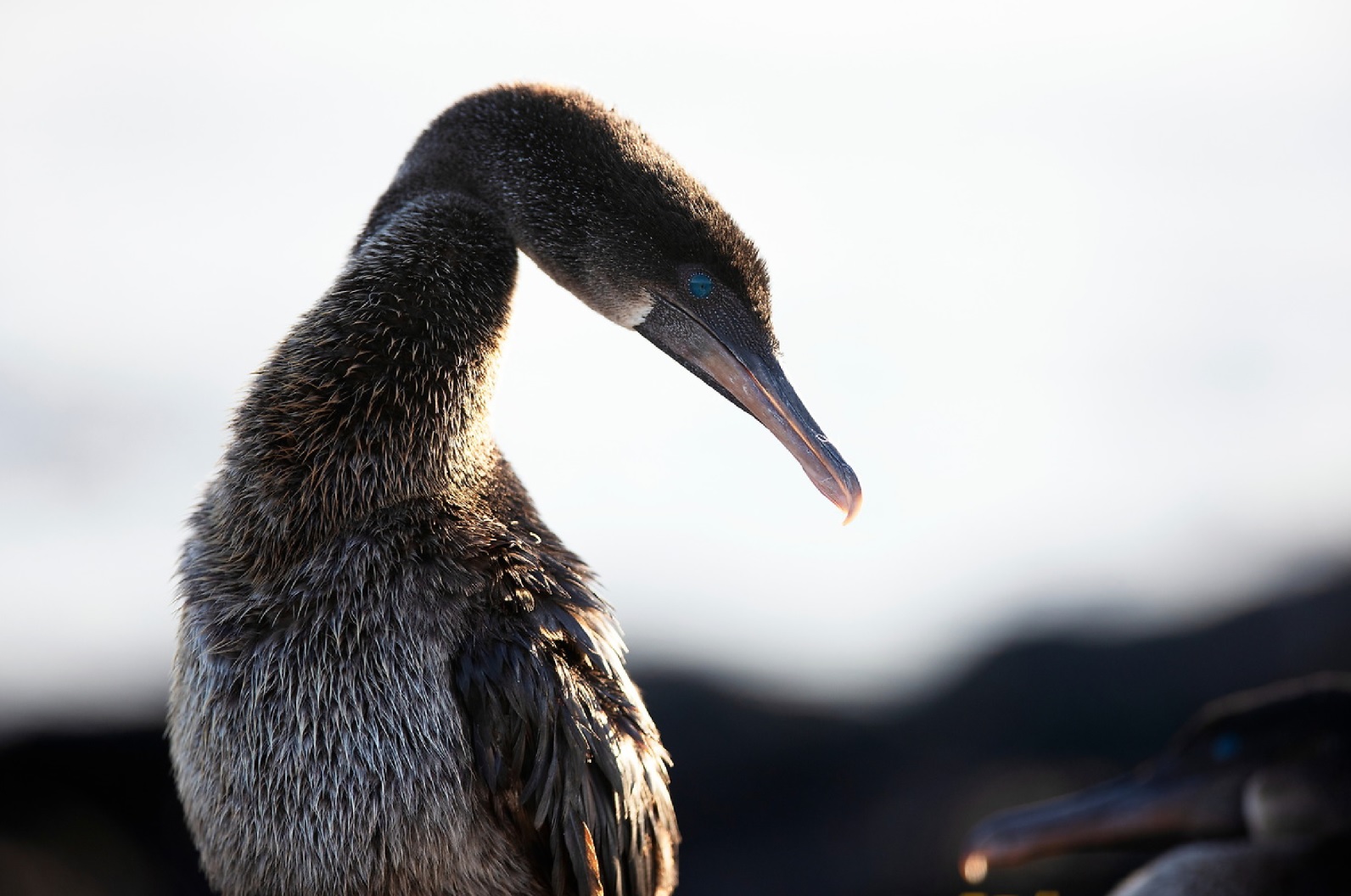 cormorant in Punta Espinoza