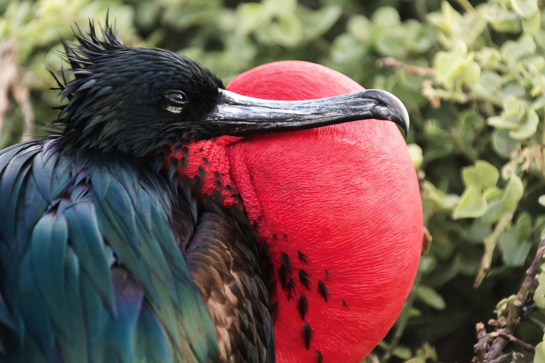 frigate bird in genovesa galapagos