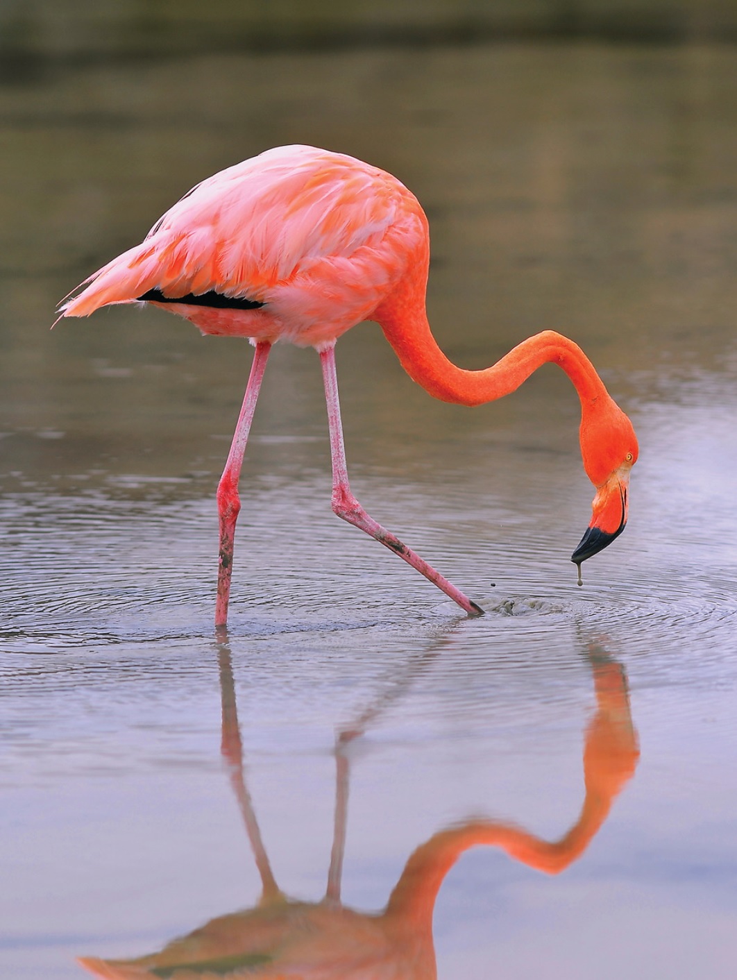 galapagos flamingo