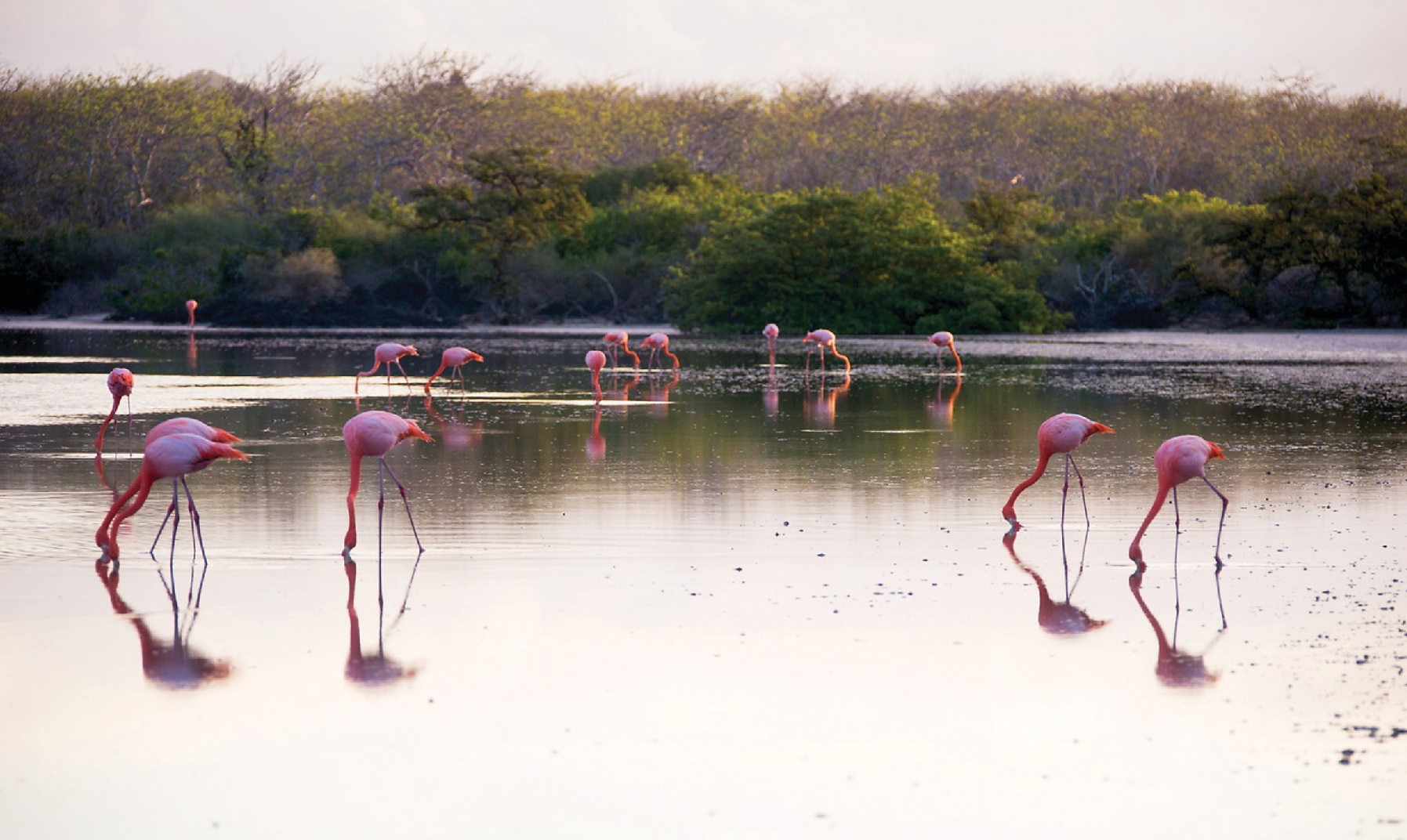 galapagos flamingos