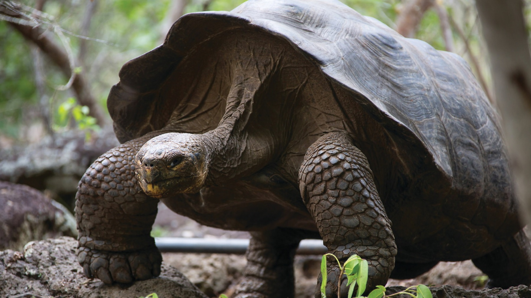 giant tortoise