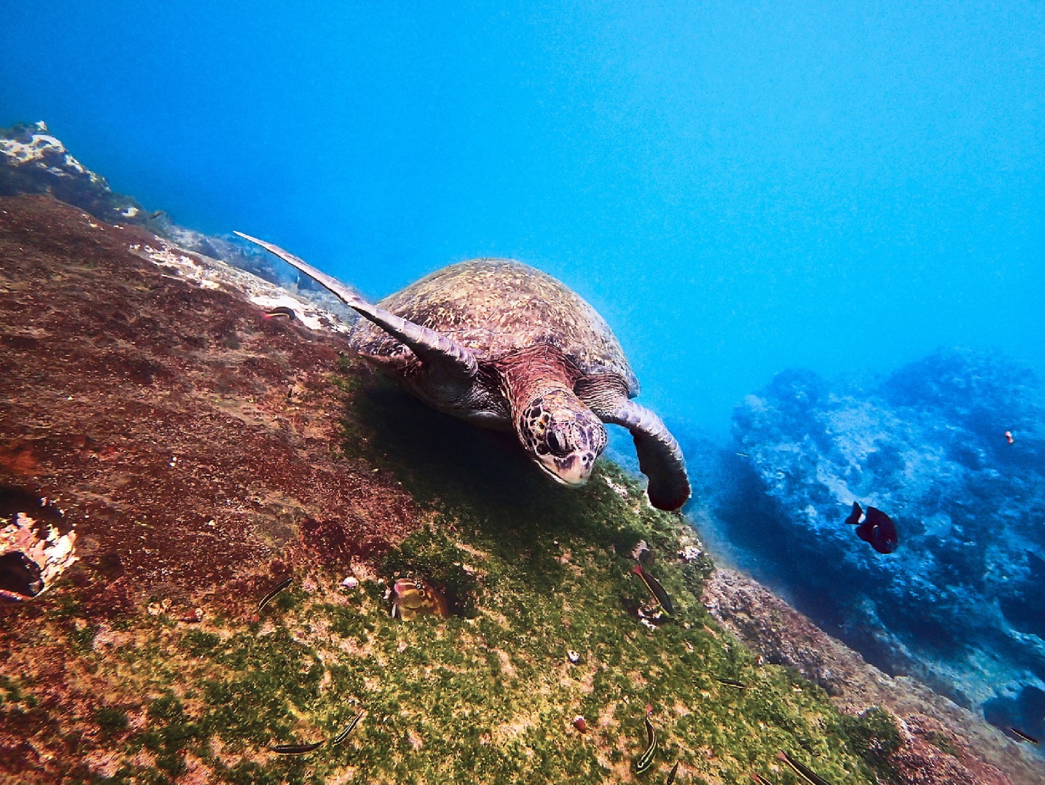 green turtle galapagos