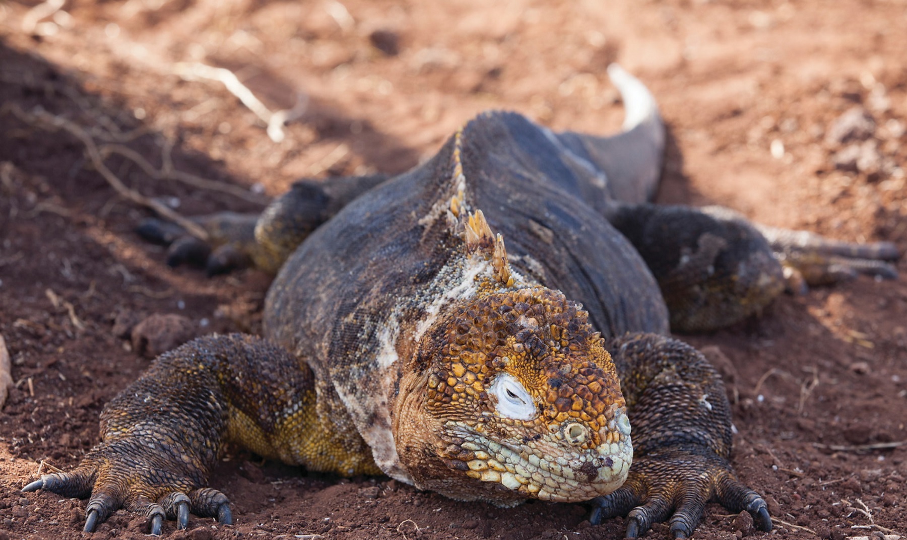 land iguana seymour island