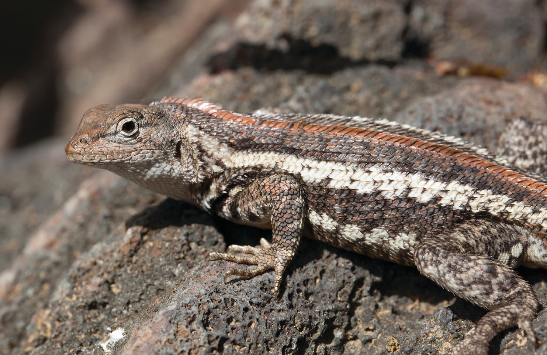 lava lizard punta pitt