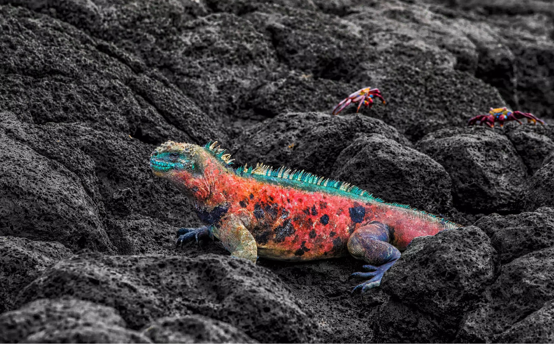 male marine iguana witn sally lightfoot crabs