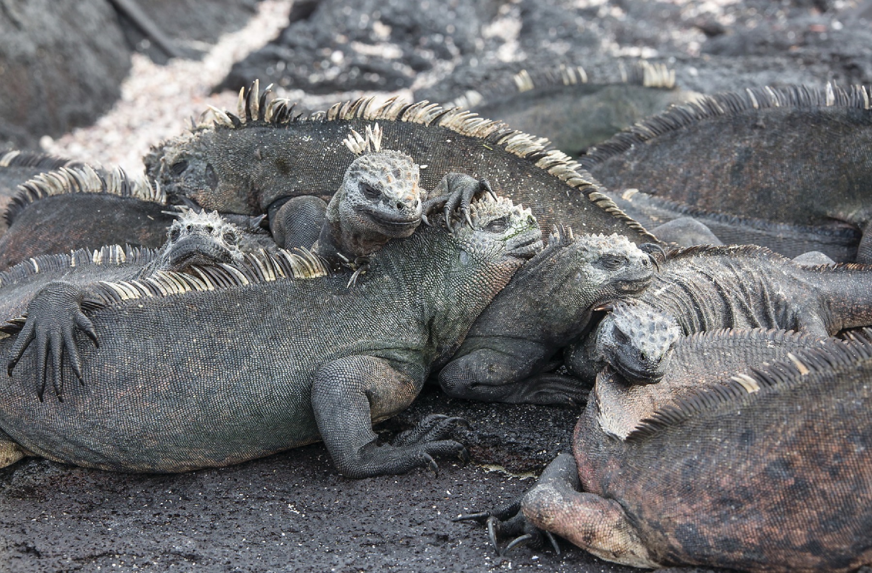 marine iguanas