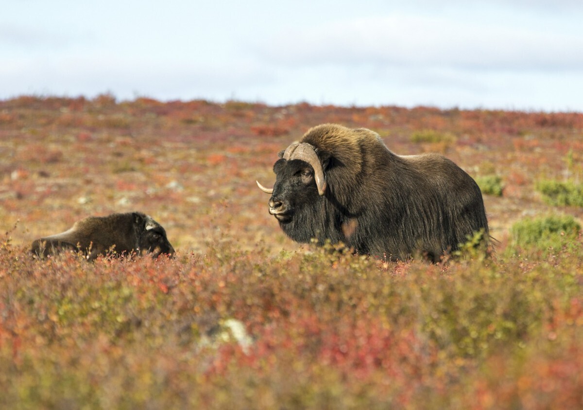 muskox_at_Arctic_Haven_fall