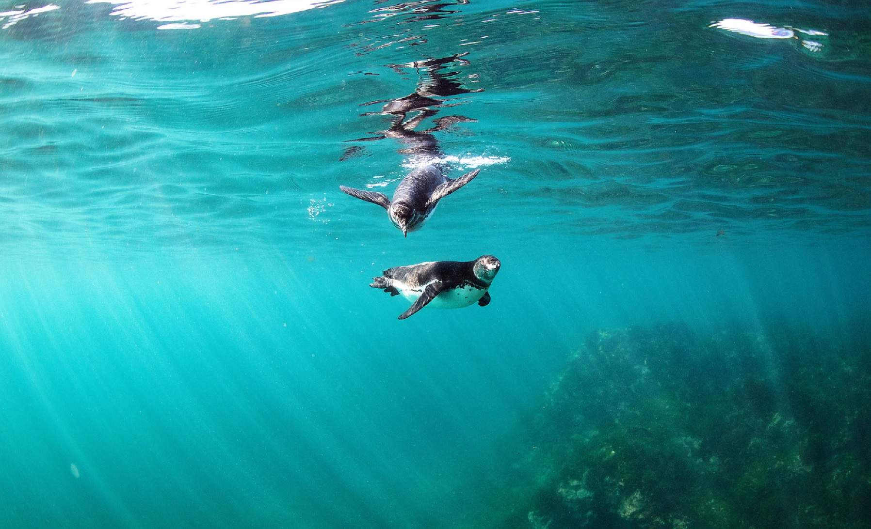 penguins in punta espinoza galapagos