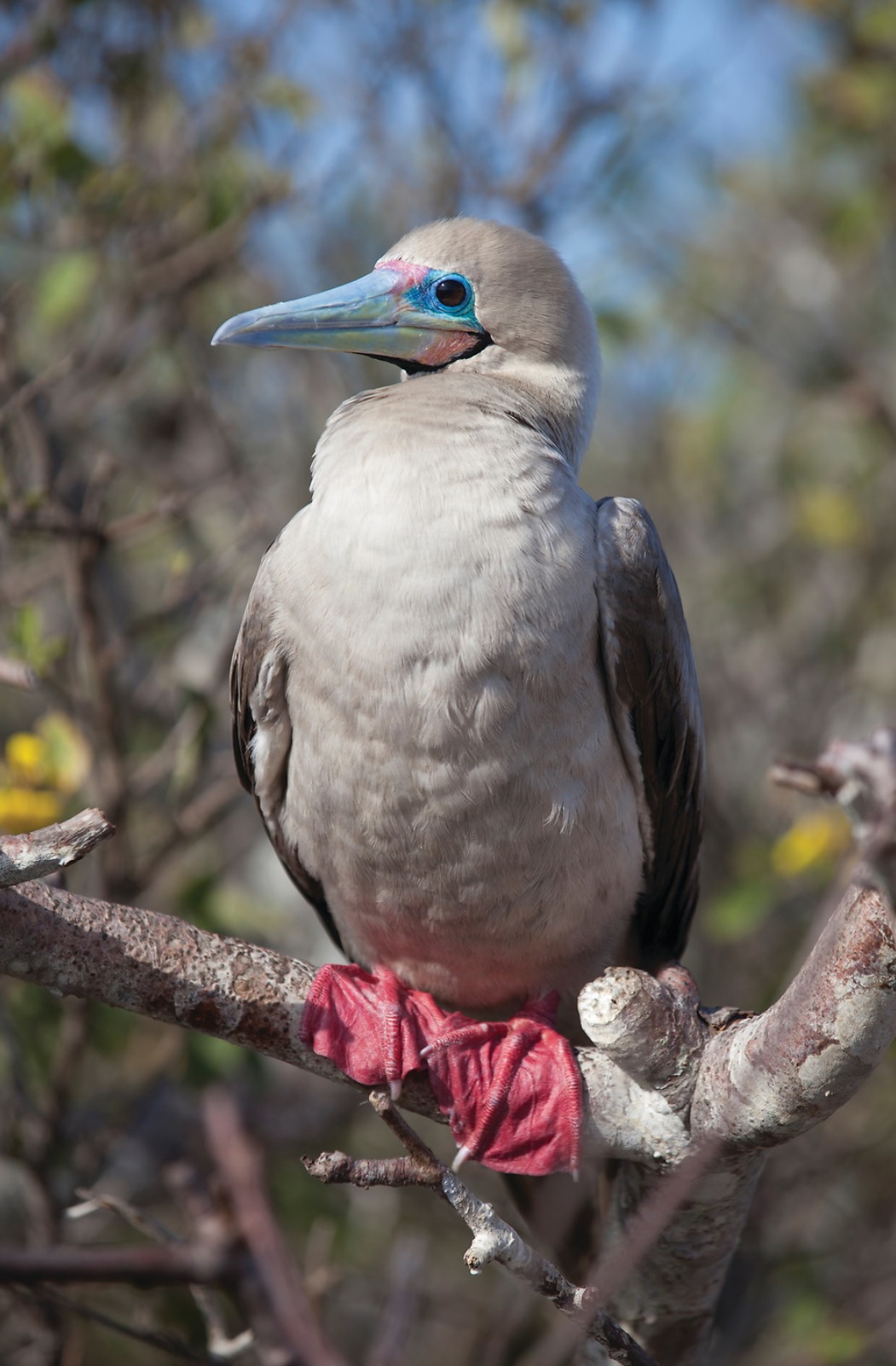 red footed booby genovesa island