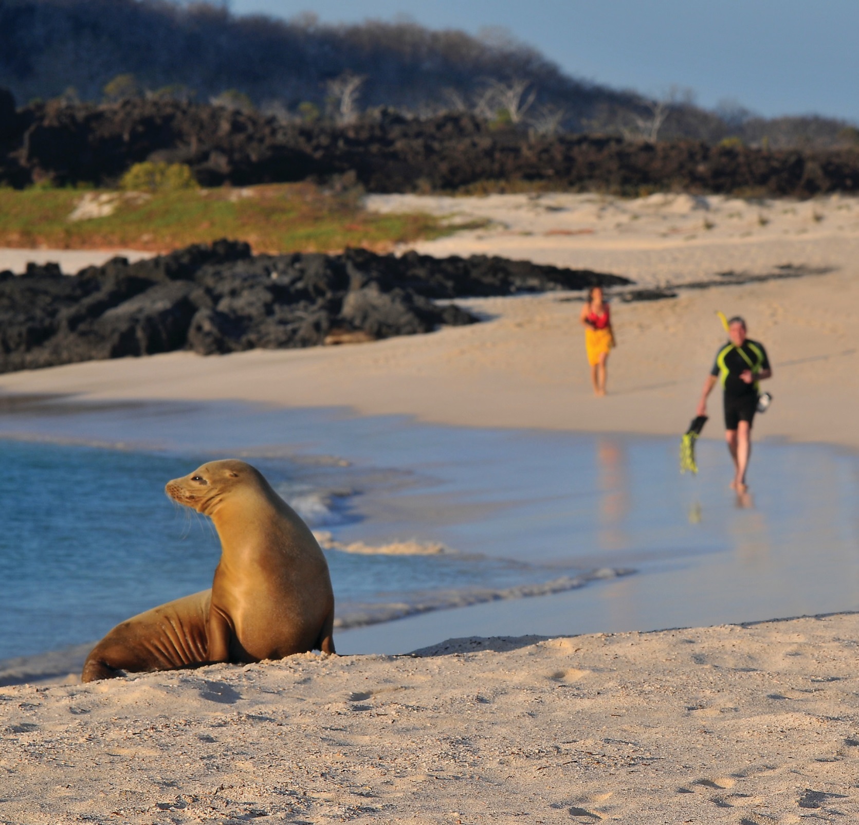 sea lion on a beach galapagos 2