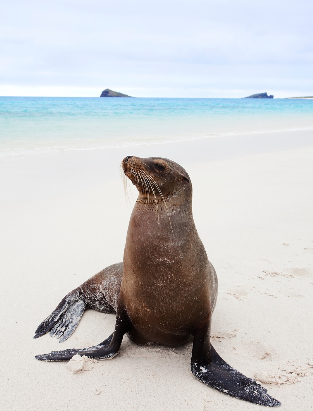 sea lion on a beach galapagos