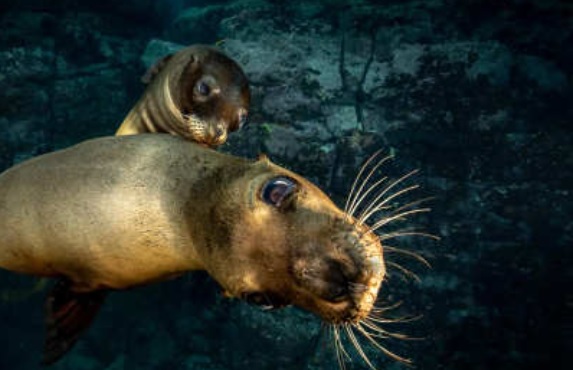 sea lion