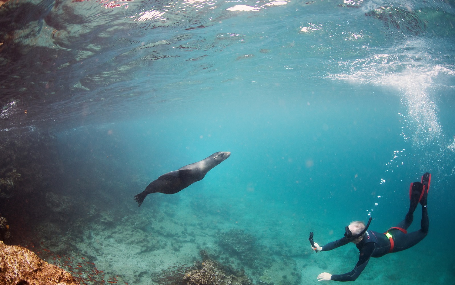 snorkeling rabida sea lions