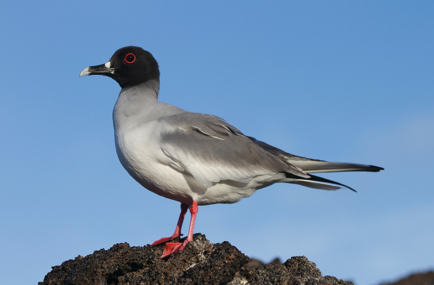 swallow tailed gull darwin bay