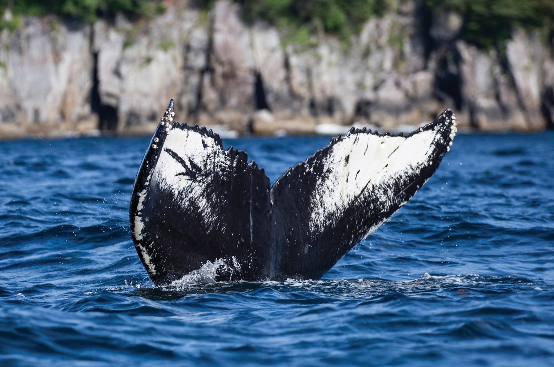 tail whale diving alaska