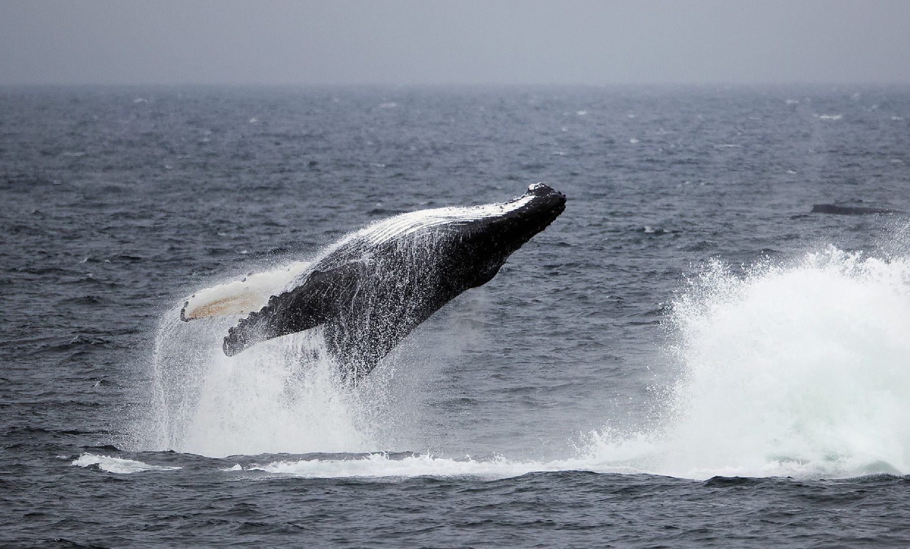 whale dutch ahrbor alaska