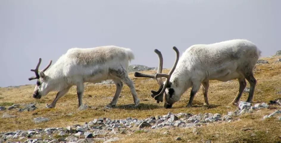 Spitsbergen