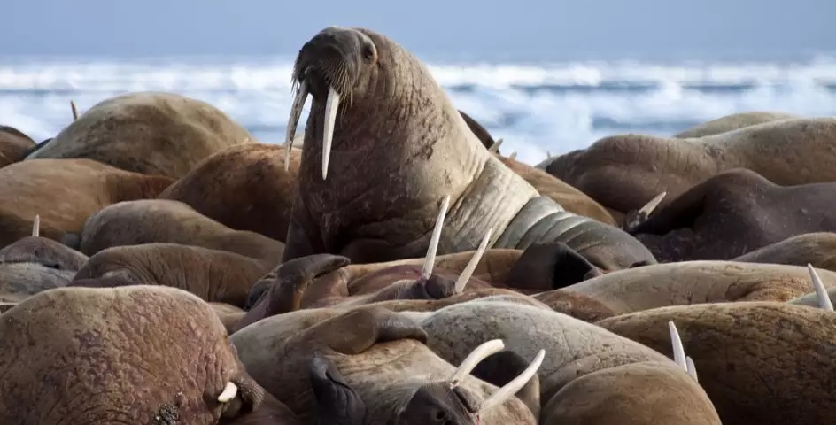 Walrus sightigs
