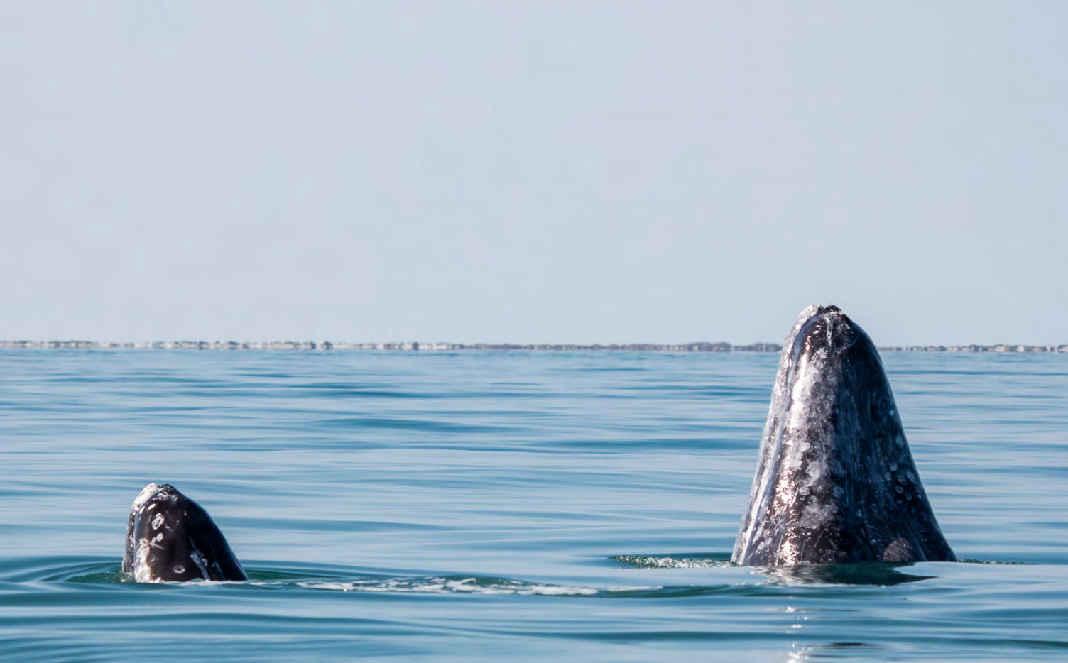 DIGITAL-Nautilus-2021-2022-Brochure_compressed_page47_image31