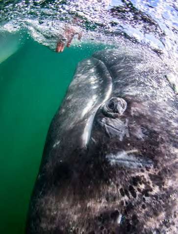 DIGITAL-Nautilus-2021-2022-Brochure_compressed_page47_image36